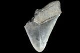 Partial Fossil Megalodon Tooth - Serrated Blade #86974-1